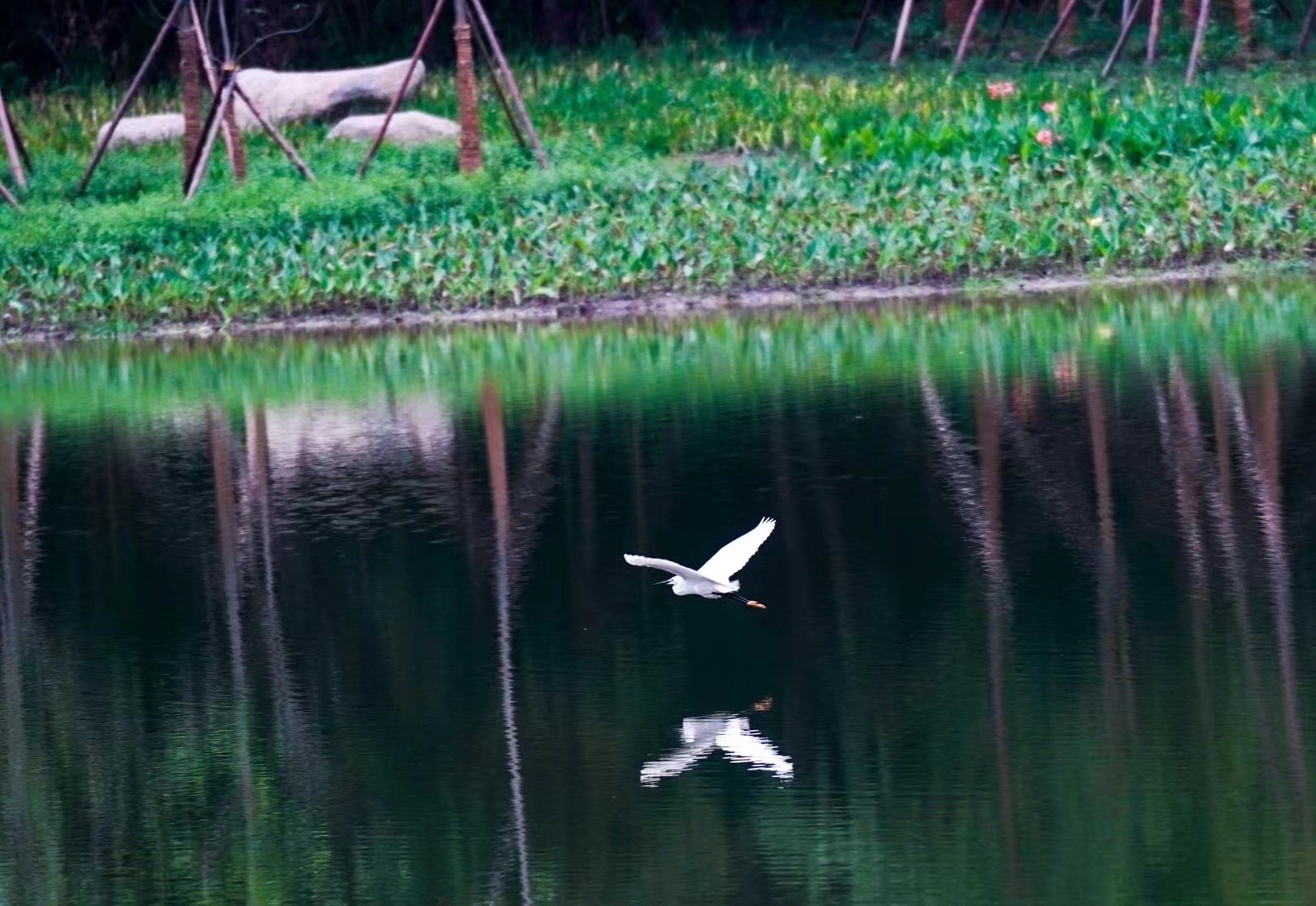 09.阳陂湖自然场景Yangbei Lake natural scenery©王仁湘.JPG